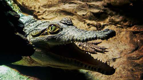 lizard black alligator close-up photography reptile