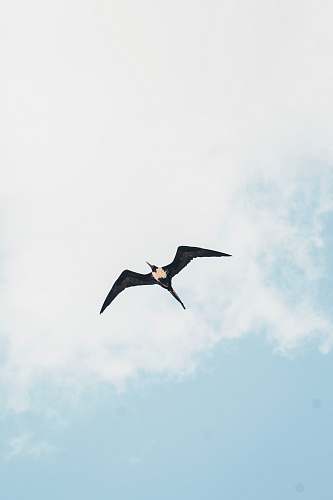 bird black and beige bird under gray sky flying