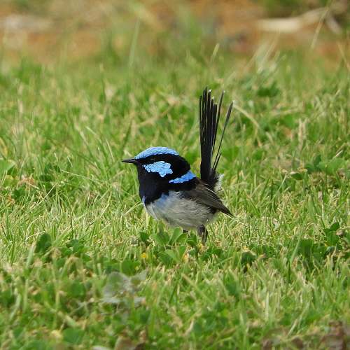 bird black and blue bird on grass jay