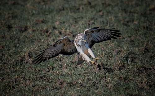 bird black and brown bird landing on green grass buzzard