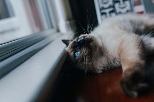 pet black and brown cat lying near window cat