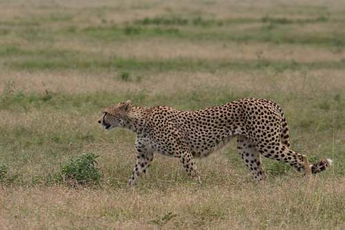 cheetah black and brown cheetah wildlife