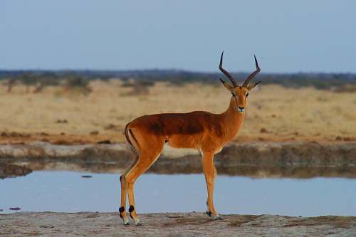 mammal black and brown deer near body of water antelope