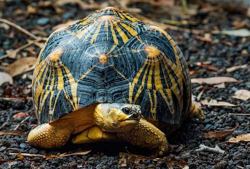 reptile black and brown desert tortoise sea life