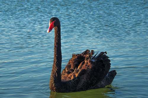 bird black and brown duck on ocean waterfowl