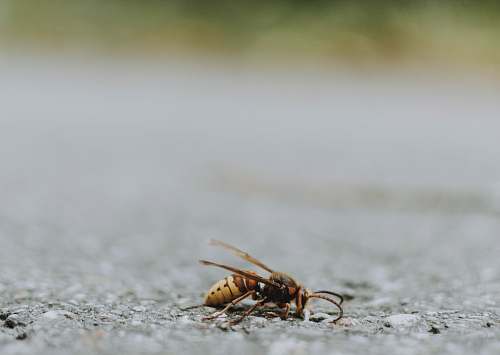 andrena black and brown fflying insect bee