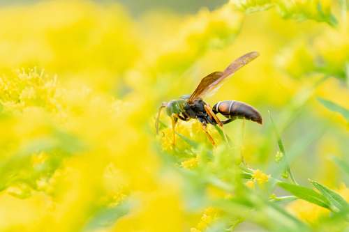 andrena black and brown hornet perched on yellow flower hornet