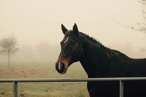 horse black and brown horse mammal