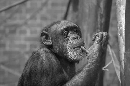 black-and-white black and brown monkey print textile ape