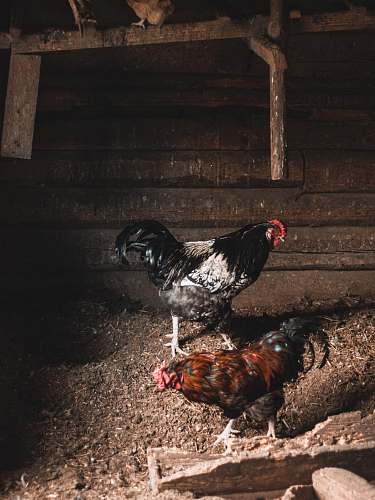bird black and brown roosters chicken