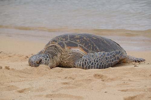 turtle black and brown sea turtle on brown sand during daytime sea life