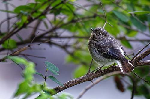 bird black and gray bird on tree branch naran kpk