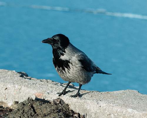 bird black and gray bird perching on wall tallinn
