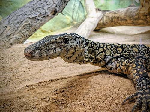 lizard black and gray lizard close-up photography reptile