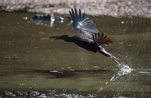 bird black and gray long-beaked bird above body of water waterfowl