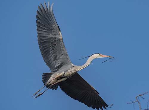bird black and gray long beaked bird flying waterfowl