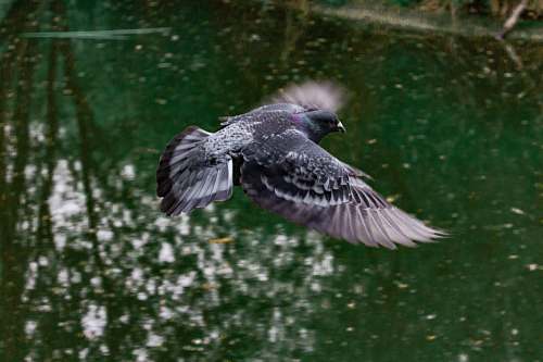 pigeon black and gray pigeon close-up photography grey