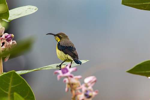 bird black and green hummingbird india