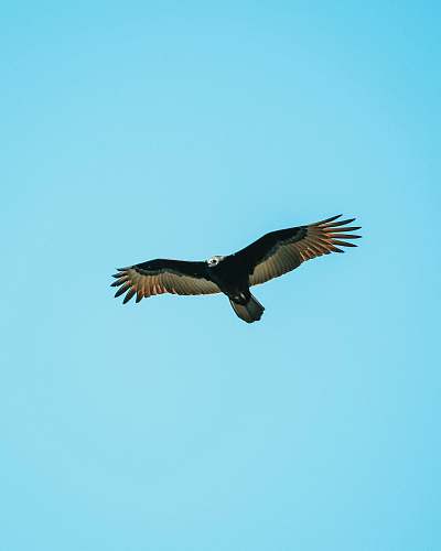 bird black and grey eagle on flight under clear blue sky vulture