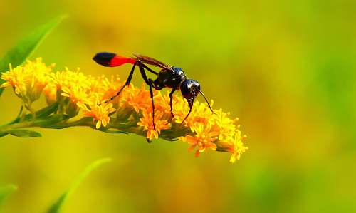 andrena black and red fly perched on yellow flower bee