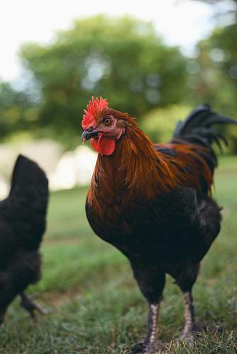 fowl black and red rooster outdoor during daytime hen