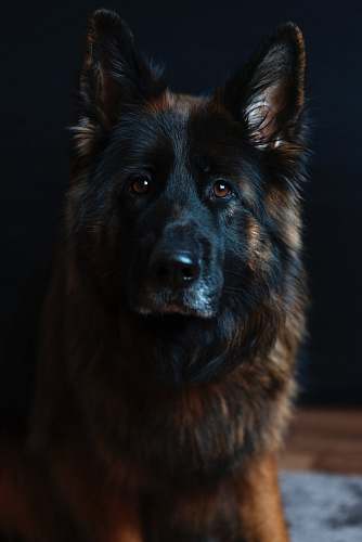 pet black and tan Belgian dog dog
