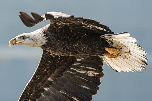 bird black and white bald eagle eagle