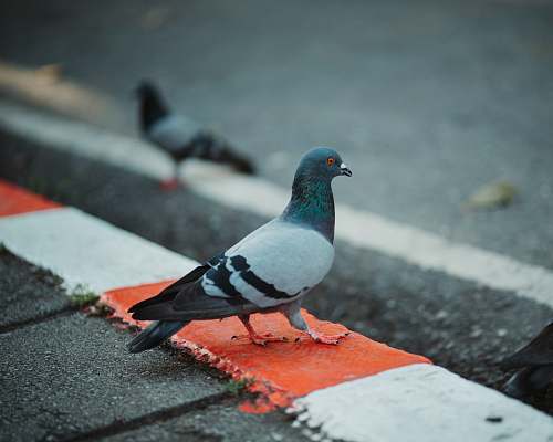 bird black and white bird and black bird pigeon