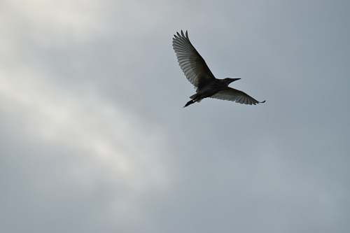 bird black and white bird close-up photography jay