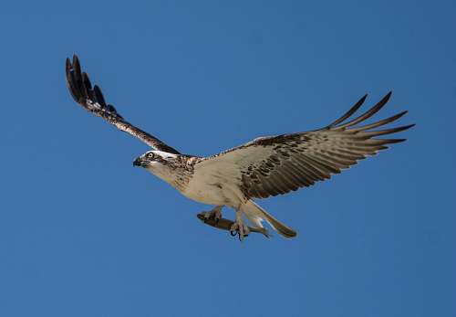 bird black and white bird flying on sky vulture