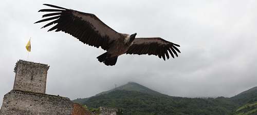 bird black and white bird flying under white clouds vulture