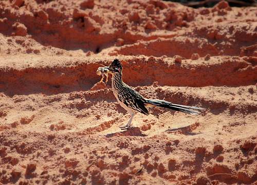bird black and white bird on desert quail