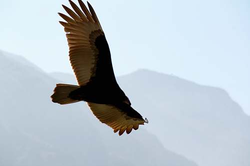 bird black and white bird on flight vulture