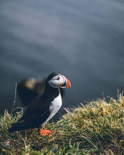 bird black and white bird on green grass puffin