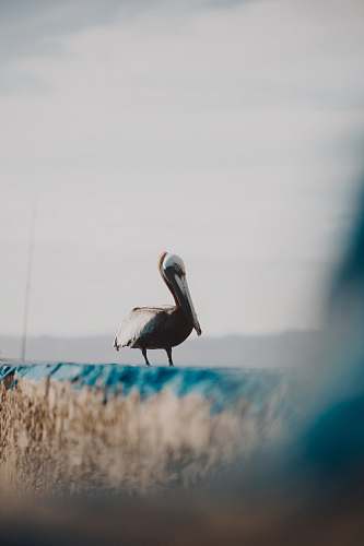 bird black and white bird standing on gray concrete fence pelican