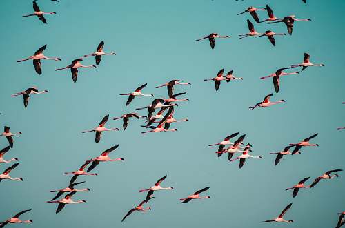 flock black and white birds flying