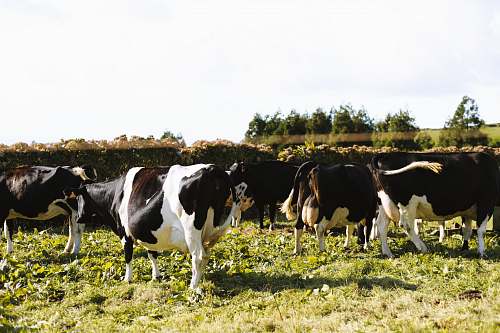 cattle black and white cow lot on green field cow