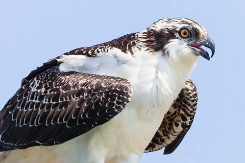 bird black and white eagle hawk