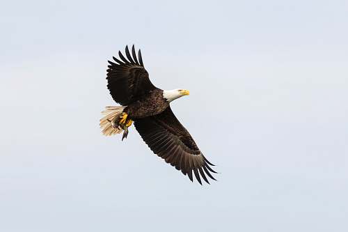 bird black and white eagle flying eagle