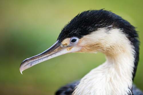 bird black and white long-beaked bird beak