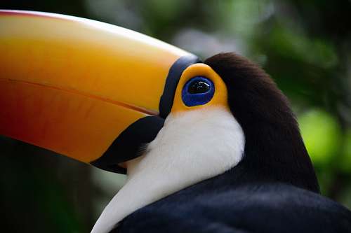 bird black and white pelican toucan