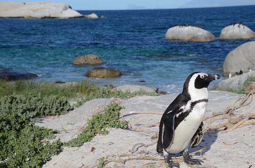 bird black and white penguin on rock formation penguin
