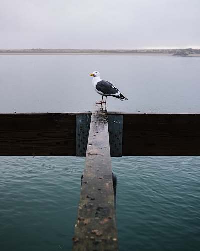 water black and white seagull standing on wooden beam over the sea waterfront