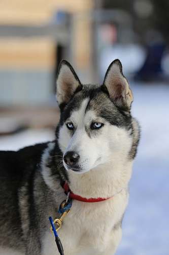 dog black and white Siberian husky husky