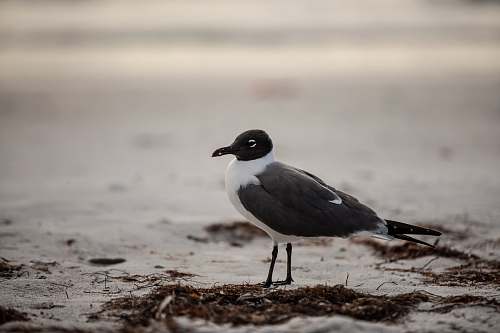 bird black and white small-beaked bird on ground beak