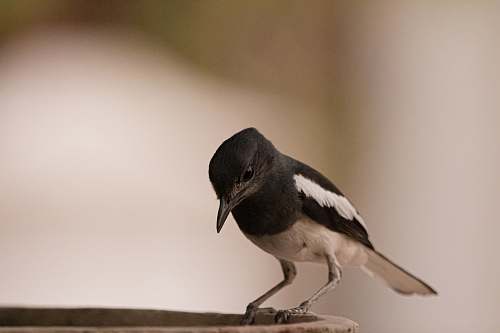 bird black and white small bird india