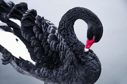 bird black and white swan waterfowl