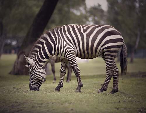 wildlife black and white zebra zebra