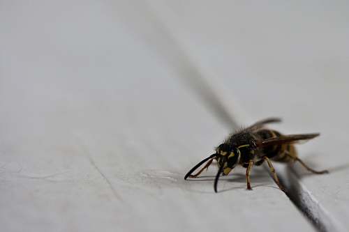 andrena black and yellow bee macro photography bee