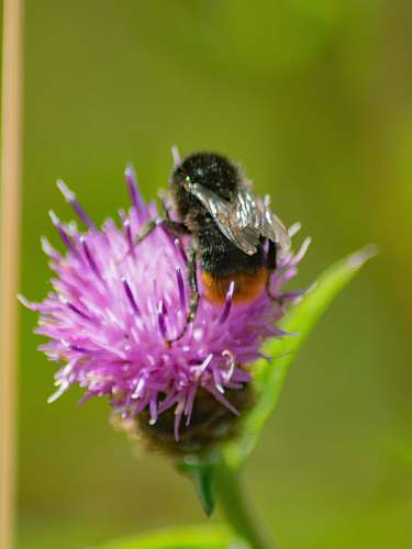 bee black and yellow bee on purple flower insect
